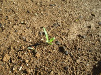 Post Thumbnail